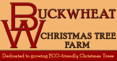 Buckwheat Tree Farm logo